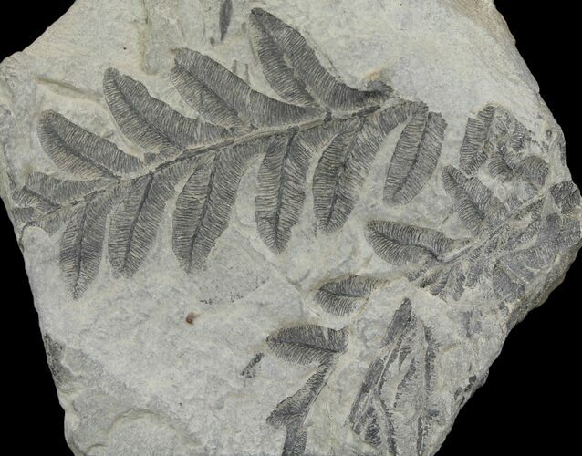 Pennsylvanian Fern (Alethopteris) Plate - Kentucky #136771